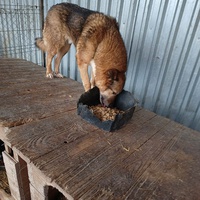 photo de livraison pour asociatia centrul de formare pentru activitati voluntare natura deva