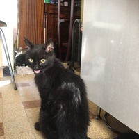 photo de livraison pour Association Des  Chats  De Hyeres