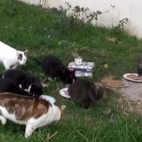 photo de livraison pour Les chats Port-Saint-Louisiens