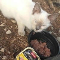 photo de livraison pour Les Chats-Pitresdelavi-Ste
