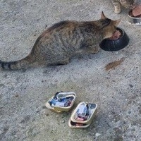 photo de livraison pour ANIMAL ATTITUDE