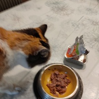 photo de livraison pour Les chats de l'Indifférence