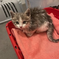 photo de livraison pour L'Arche de Tika