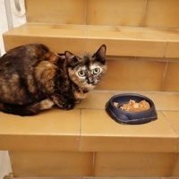photo de livraison pour Les Chats Libres d'Estagel