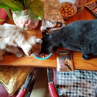 photo de livraison pour Ecole du Chat d’Arbois