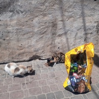 photo de livraison pour Corinne Teissier