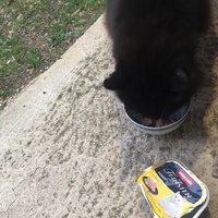 photo de livraison pour L'Ecole du Chat Istreen
