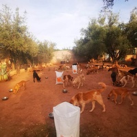 photo de livraison pour Help Adopt Moroccan Animals