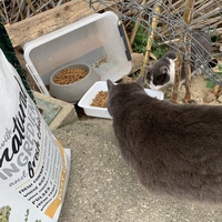 photo de livraison pour Le Chat Salonais