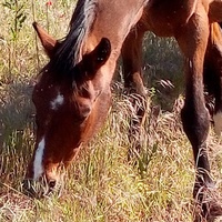 photo de livraison pour Equi-Libre : Droit à la Retraite Equine