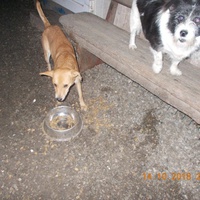 photo de livraison pour Pro Animals Finland ry