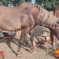 photo de livraison pour Equi-Libre : Droit à la Retraite Equine