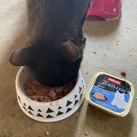 photo de livraison pour L'Arche de Ploum