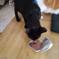 photo de livraison pour Chats Grains d'Amour