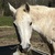 photo animal