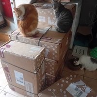 photo de livraison pour Les Félins Concitoyens de Saint Eliph