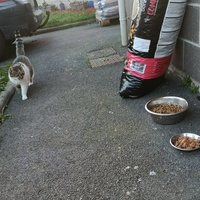 photo de livraison pour Sweety Pets