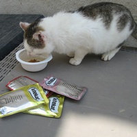 photo de livraison pour Jardin des Chats