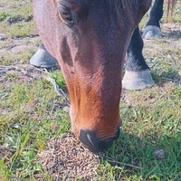 photo de livraison pour Equi-Libre : Droit à la Retraite Equine