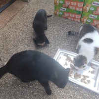 photo de livraison pour Chat de Gout'hier sans Toit