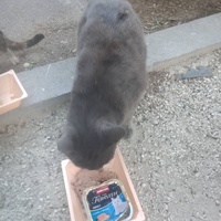 photo de livraison pour Les Chats-Pitresdelavi-Ste