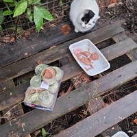 photo de livraison pour Les chats de l'Indifférence