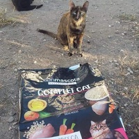 photo de livraison pour Les Chats-Pitresdelavi-Ste
