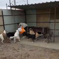 photo de livraison pour Associtia Axi Hope Romania