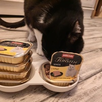 photo de livraison pour 7 Vies de chats de la Côte Indigo