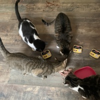 photo de livraison pour Association des Chats Camarguais