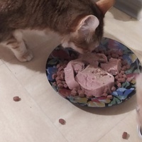 photo de livraison pour Protect Cat