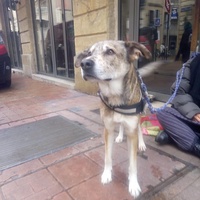 photo de livraison pour Croquette et Macadam