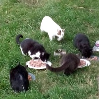 photo de livraison pour Les chats Port-Saint-Louisiens