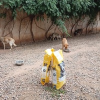 photo de livraison pour Help Adopt Moroccan Animals