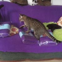 photo de livraison pour Pour l'Amour des Chats