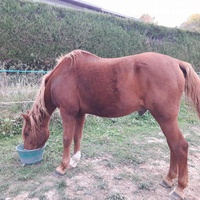 photo de livraison pour Dorey