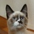 photo animal
