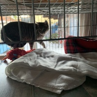 photo de livraison pour Association des Chats Camarguais