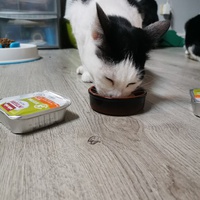 photo de livraison pour Le Resto des Zanimos