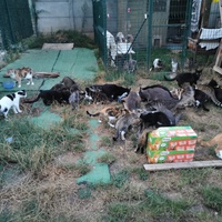 photo de livraison pour Aide Aux Chats Sans Logis