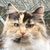 photo animal