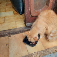 photo de livraison pour Une vie, Un chat