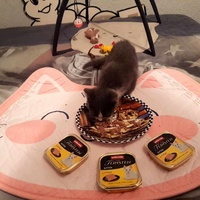 photo de livraison pour Les Chatgabonds