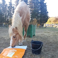 photo de livraison pour Happy Horse Day