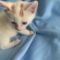 photo de livraison pour Association des Chats Camarguais