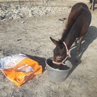 photo de livraison pour Happy Horse Day