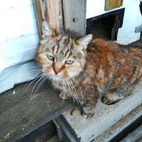 photo de livraison pour Les Amis de Samantha
