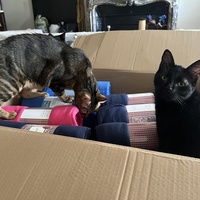 photo de livraison pour Association C.A.T.S. Chat Animal Terrien Solidarité