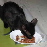 photo de livraison pour Chats Heureux