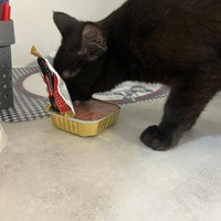 photo de livraison pour Les P’tits Bâtards